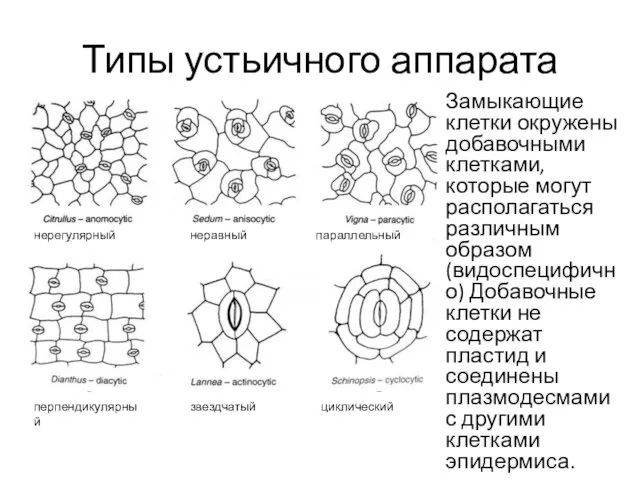 Типы устьичного аппарата Замыкающие клетки окружены добавочными клетками, которые могут