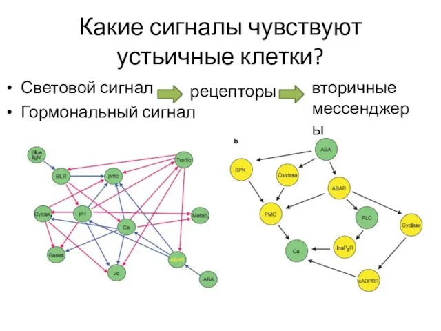 Какие сигналы чувствуют устьичные клетки? Световой сигнал Гормональный сигнал рецепторы вторичные мессенджеры