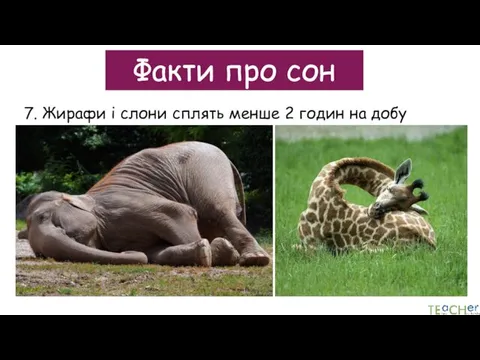 Факти про сон 7. Жирафи і слони сплять менше 2 годин на добу