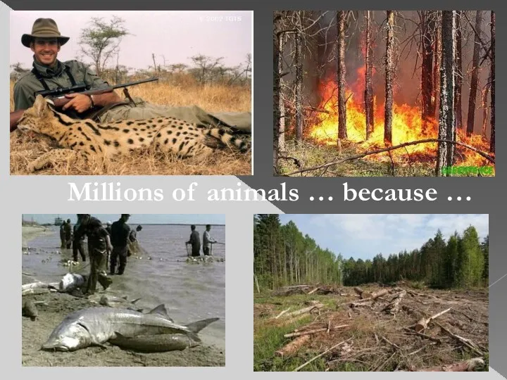 Millions of animals … because …