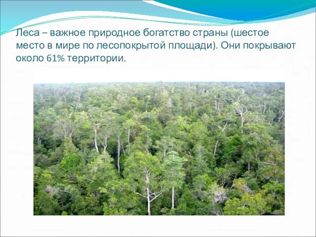 Леса – важное природное богатство страны (шестое место в мире