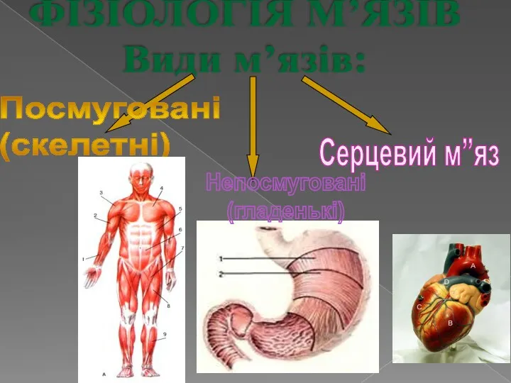 ФІЗІОЛОГІЯ М’ЯЗІВ Види м’язів: Посмуговані (скелетні) Непосмуговані (гладенькі) Серцевий м”яз