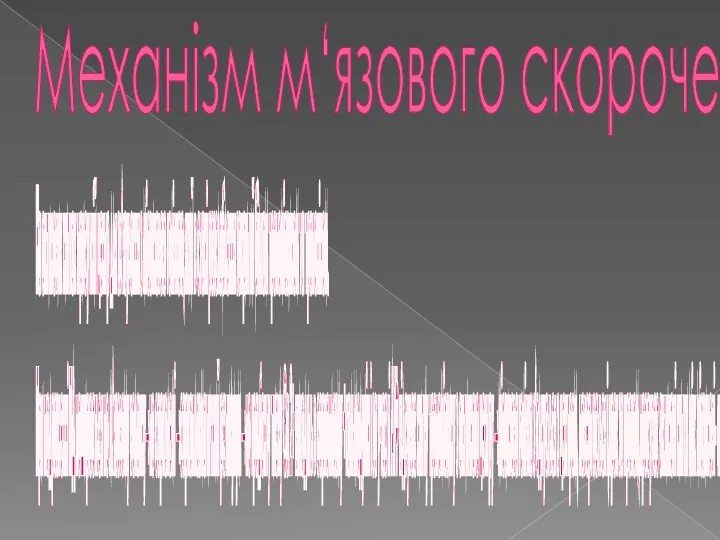 Механізм м‘язового скорочення На актинових нитках присутній центр для зв‘язування