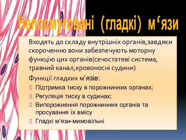 Непосмуговані (гладкі) м‘язи Входять до складу внутрішніх органів,завдяки скороченню вони