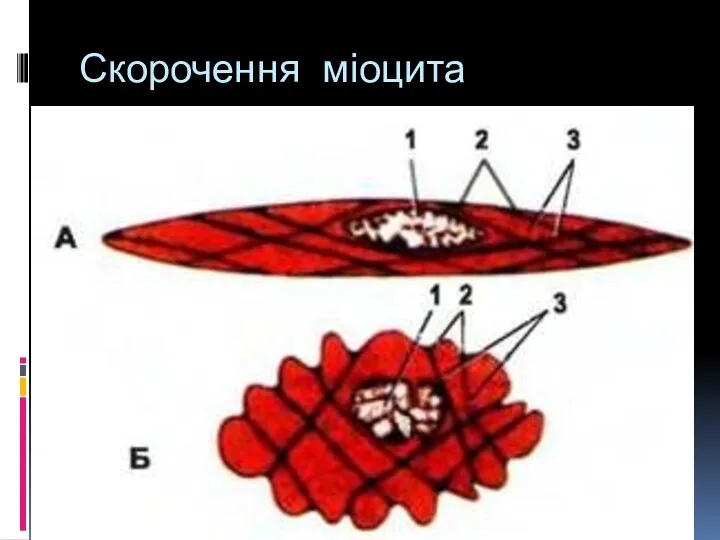 Скорочення міоцита