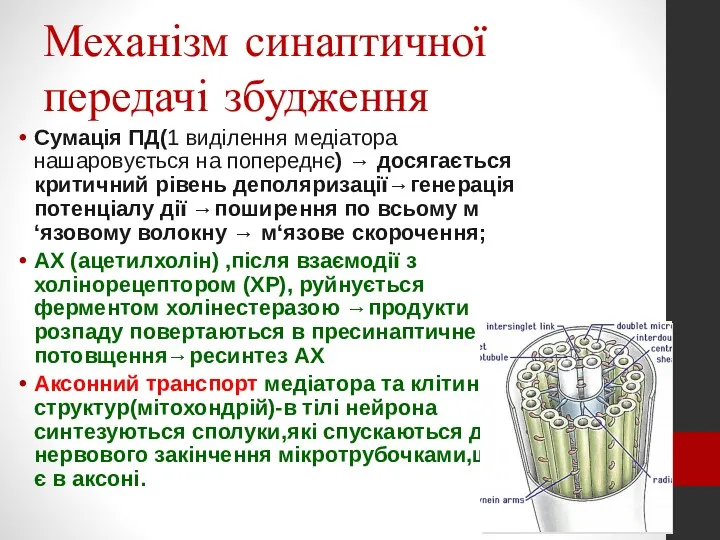 Механізм синаптичної передачі збудження Сумація ПД(1 виділення медіатора нашаровується на