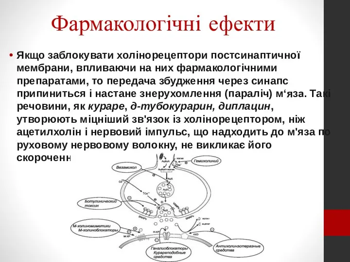 Фармакологічні ефекти Якщо заблокувати холінорецептори постсинаптичної мембрани, вплива­ючи на них