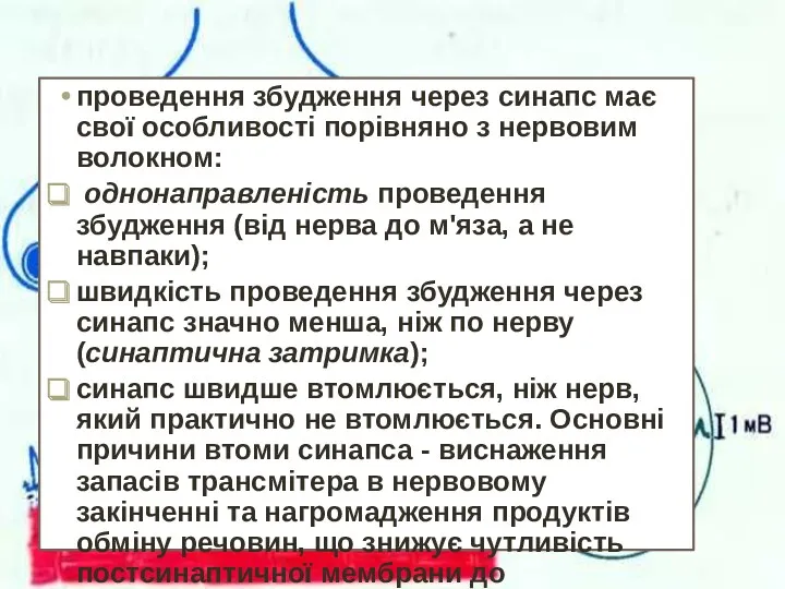 проведення збудження через синапс має свої особливості порівняно з нервовим