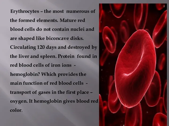 Erythrocytes – the most numerous of the formed elements. Mature
