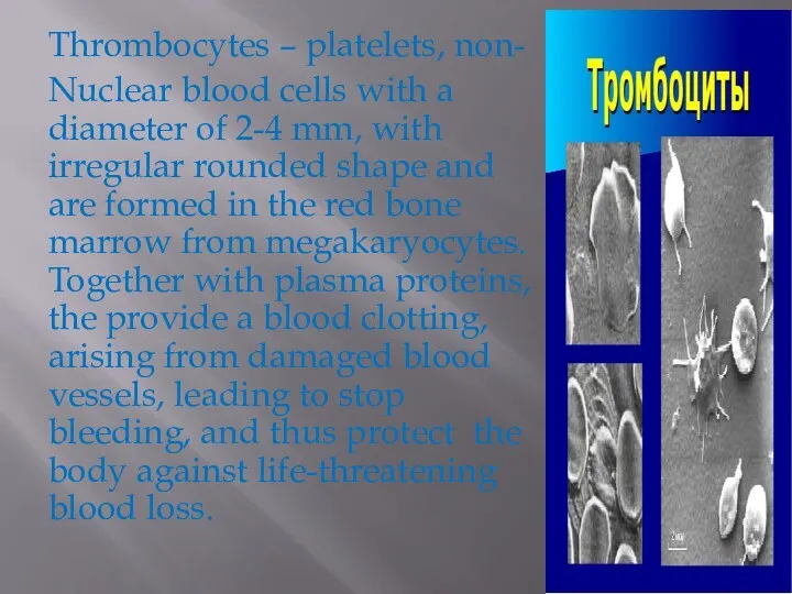 Thrombocytes – platelets, non- Nuclear blood cells with a diameter
