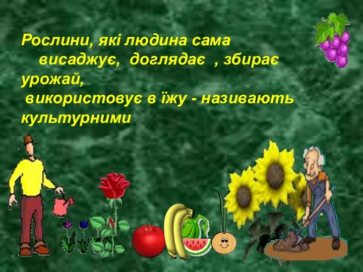 Рослини, які людина сама висаджує, доглядає , збирає урожай, використовує в їжу - називають культурними