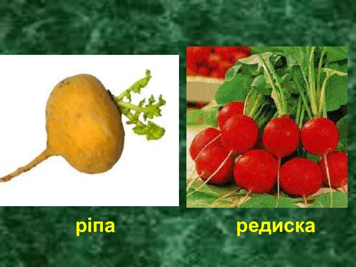 ріпа редиска