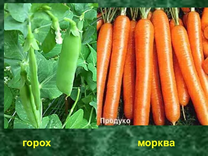 горох морква