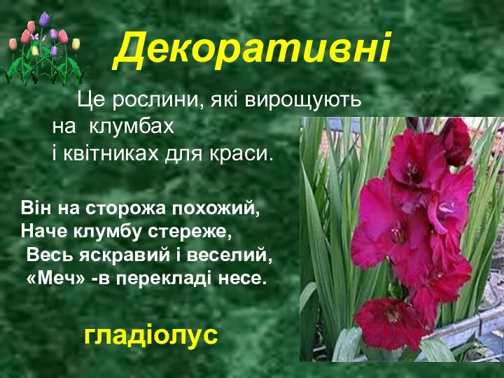 Декоративні Це рослини, які вирощують на клумбах і квітниках для краси. Він на