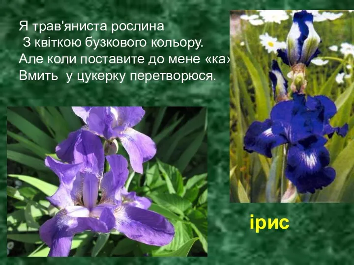 Я трав'яниста рослина З квіткою бузкового кольору. Але коли поставите до мене «ка»