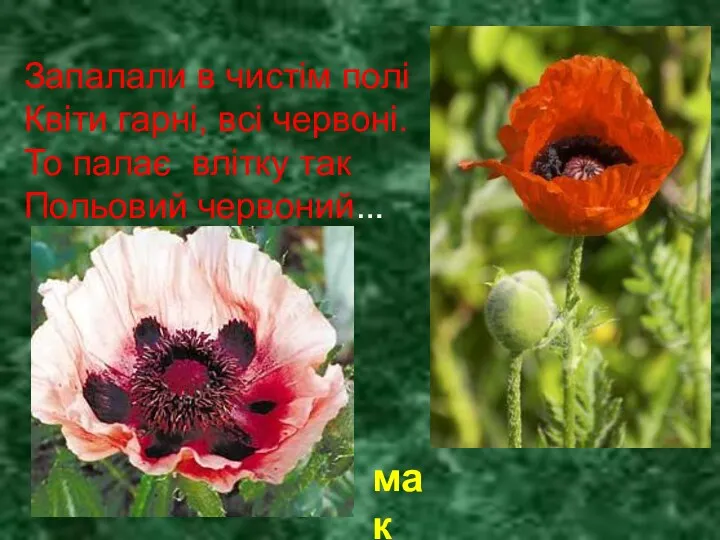 Запалали в чистім полі Квіти гарні, всі червоні. То палає влітку так Польовий червоний… мак