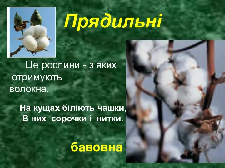 Прядильні Це рослини - з яких отримують волокна. На кущах біліють чашки, В