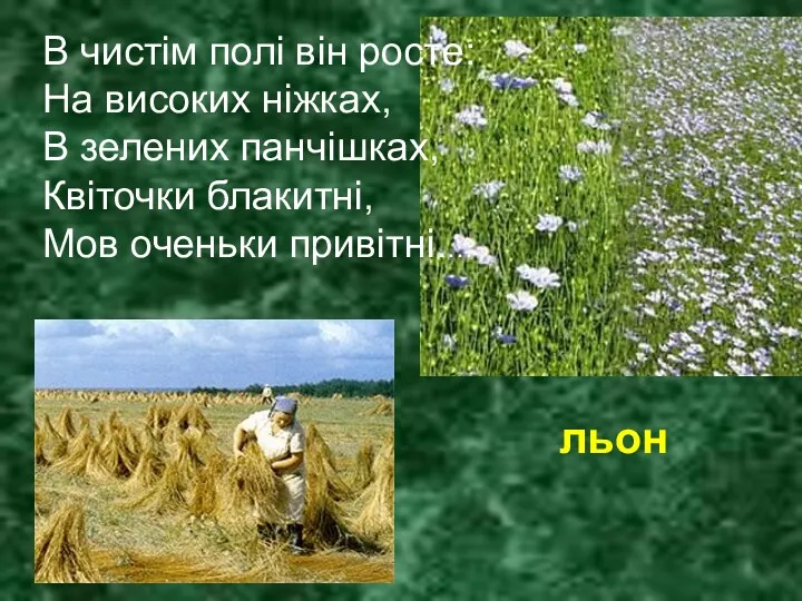 В чистім полі він росте: На високих ніжках, В зелених панчішках, Квіточки блакитні,