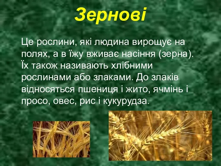 Зернові Це рослини, які людина вирощує на полях, а в їжу вживає насіння