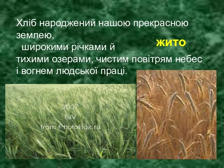 Хліб народжений нашою прекрасною землею, широкими річками й тихими озерами, чистим повітрям небес