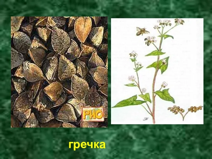 гречка