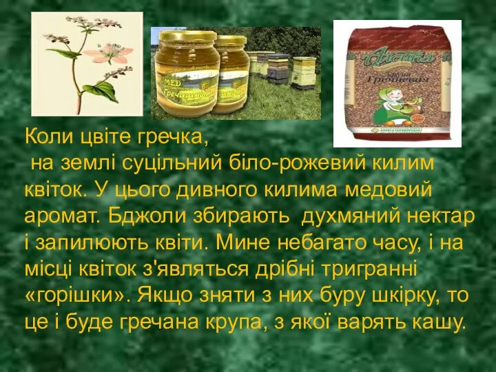 Коли цвіте гречка, на землі суцільний біло-рожевий килим квіток. У цього дивного килима