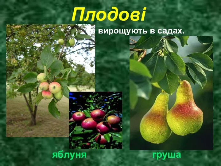 Плодові Це рослини, що вирощують в садах. яблуня груша
