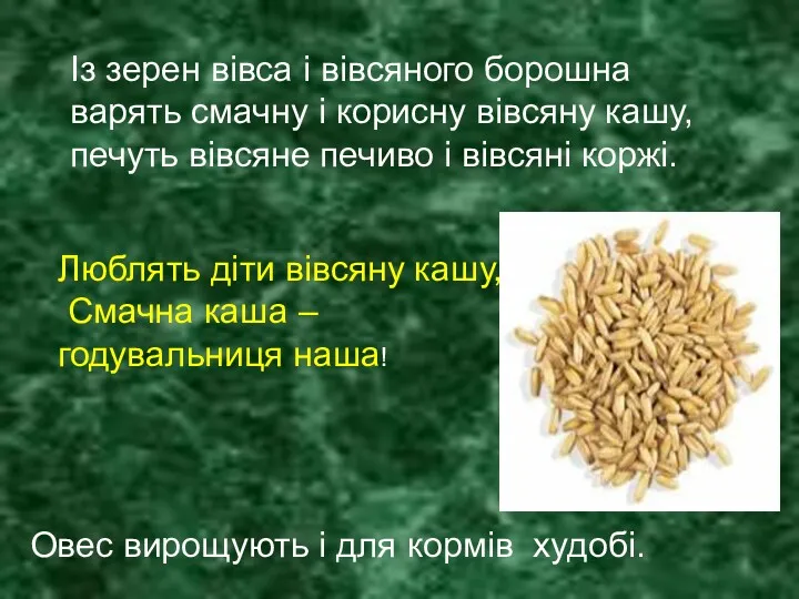 Люблять діти вівсяну кашу, Смачна каша – годувальниця наша! Овес вирощують і для