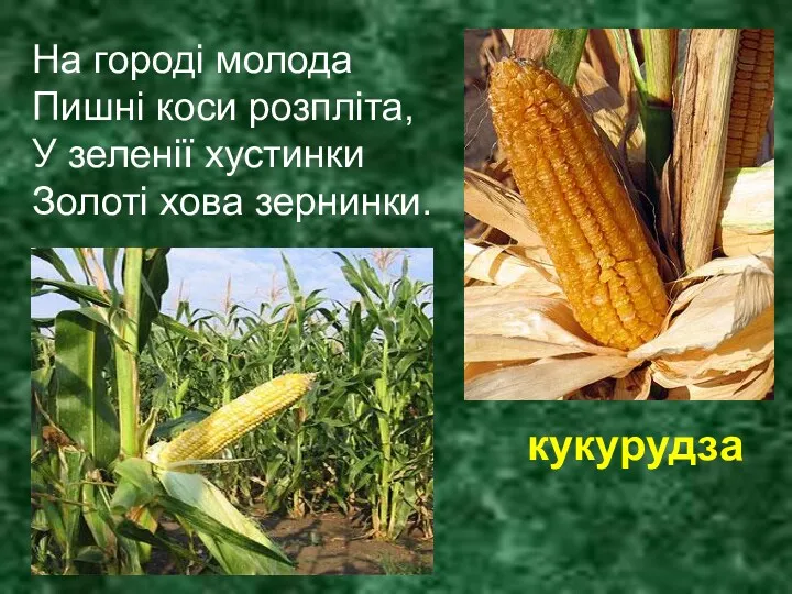 На городі молода Пишні коси розпліта, У зеленії хустинки Золоті хова зернинки. кукурудза