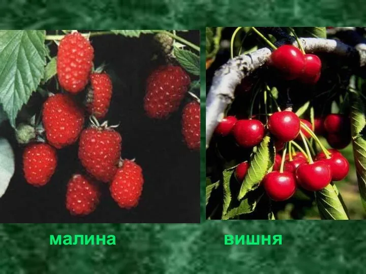 малина вишня