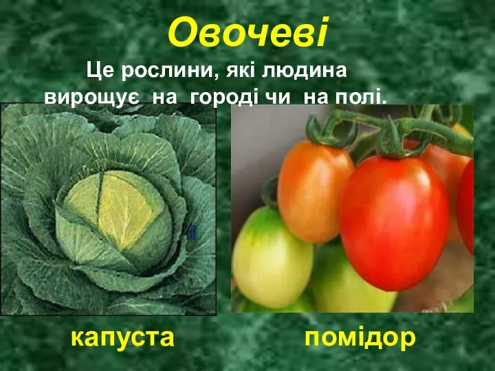 Овочеві Це рослини, які людина вирощує на городі чи на полі. капуста помідор