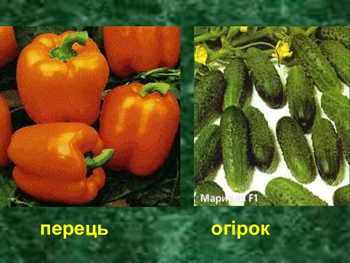 перець огірок