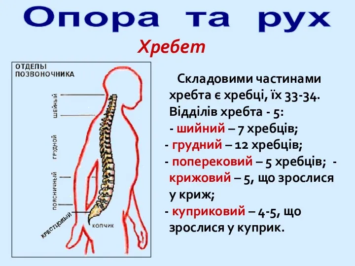 Опора та рух Хребет Складовими частинами хребта є хребці, їх