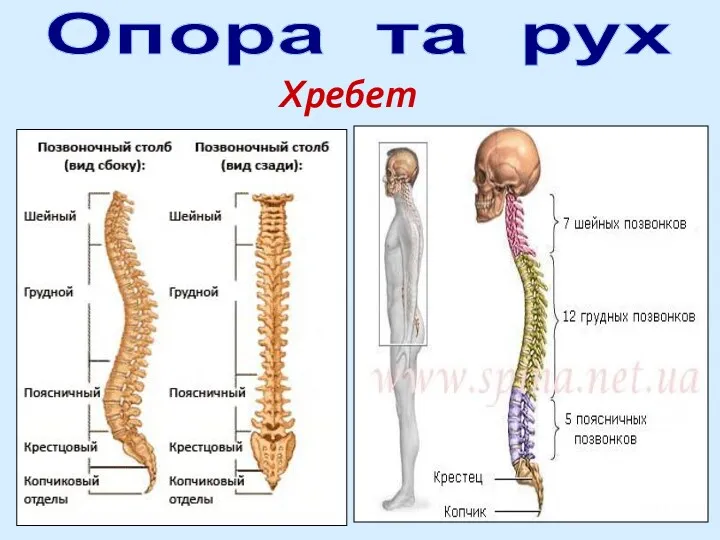 Опора та рух Хребет