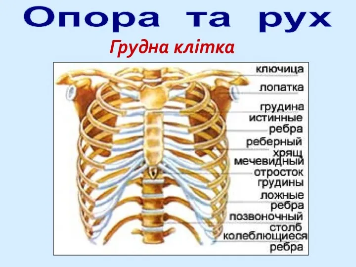 Опора та рух Грудна клітка