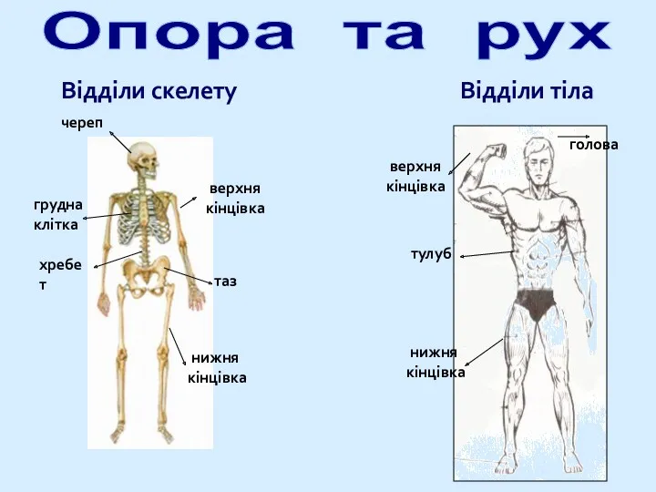 Відділи тіла Опора та рух Відділи скелету череп хребет таз