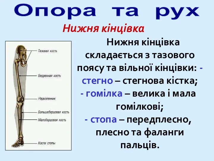 Опора та рух Нижня кінцівка Нижня кінцівка складається з тазового