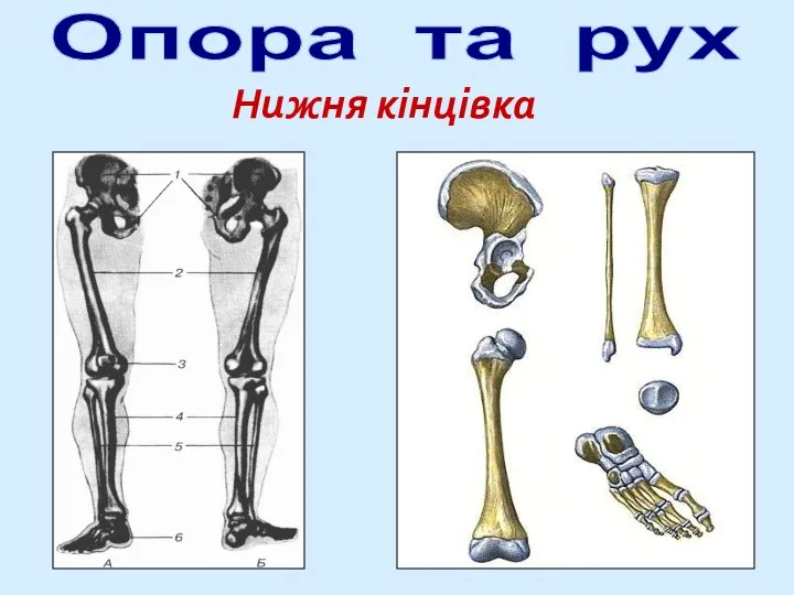 Опора та рух Нижня кінцівка