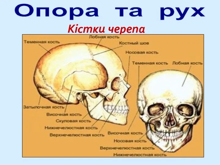 Опора та рух Кістки черепа