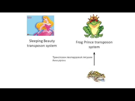 Frog Prince transposon system Sleeping Beauty transposon system Транспозон леопардовой лягушки Rana pipiens