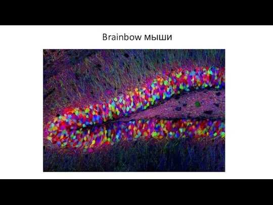 Brainbow мыши