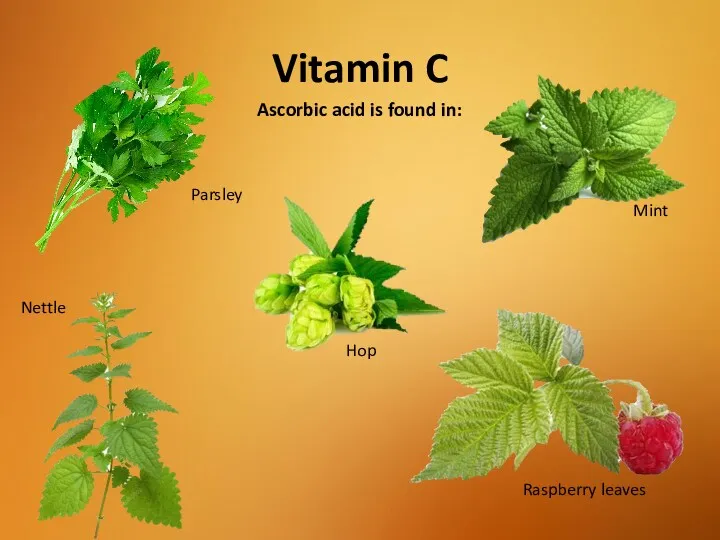 Vitamin C Nettle Mint Raspberry leaves Parsley Hop Ascorbic acid is found in: