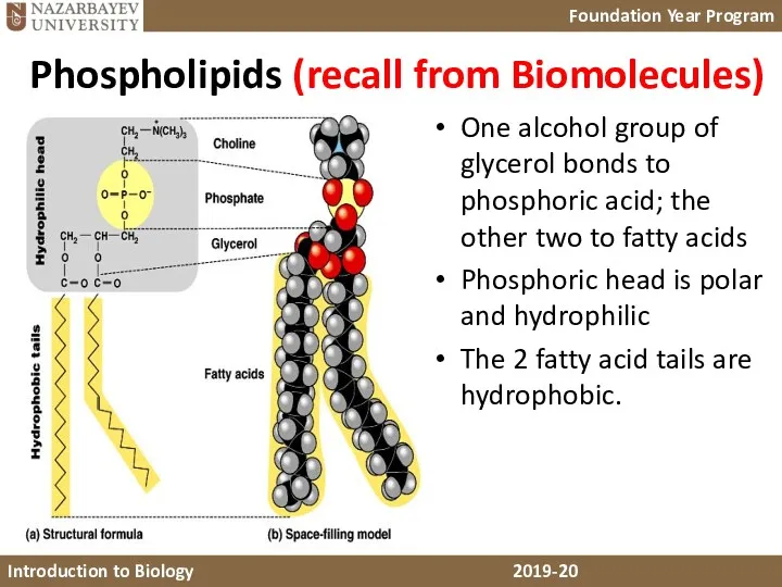 Phospholipids (recall from Biomolecules) One alcohol group of glycerol bonds to phosphoric acid;