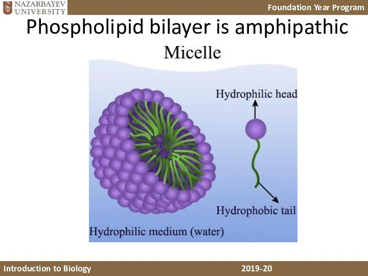Phospholipid bilayer is amphipathic