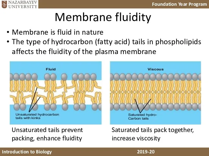 Membrane fluidity Unsaturated tails prevent packing, enhance fluidity Saturated tails pack together, increase