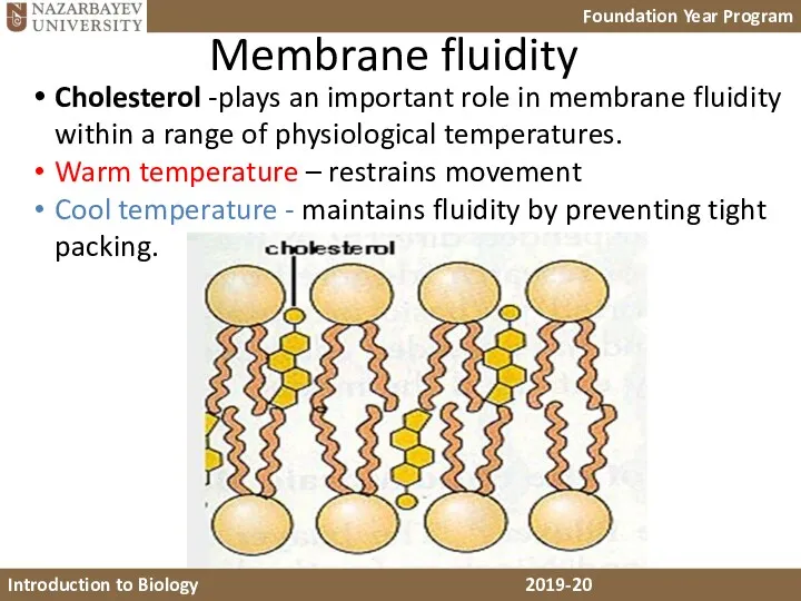 Membrane fluidity Cholesterol -plays an important role in membrane fluidity within a range