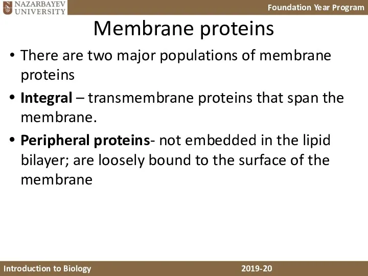 Membrane proteins There are two major populations of membrane proteins Integral – transmembrane