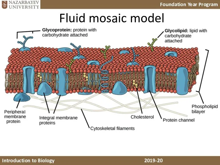 Fluid mosaic model