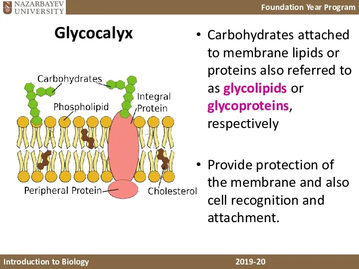 Glycocalyx Carbohydrates attached to membrane lipids or proteins also referred to as glycolipids