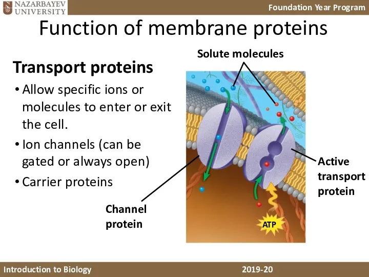 Function of membrane proteins Transport proteins Allow specific ions or molecules to enter